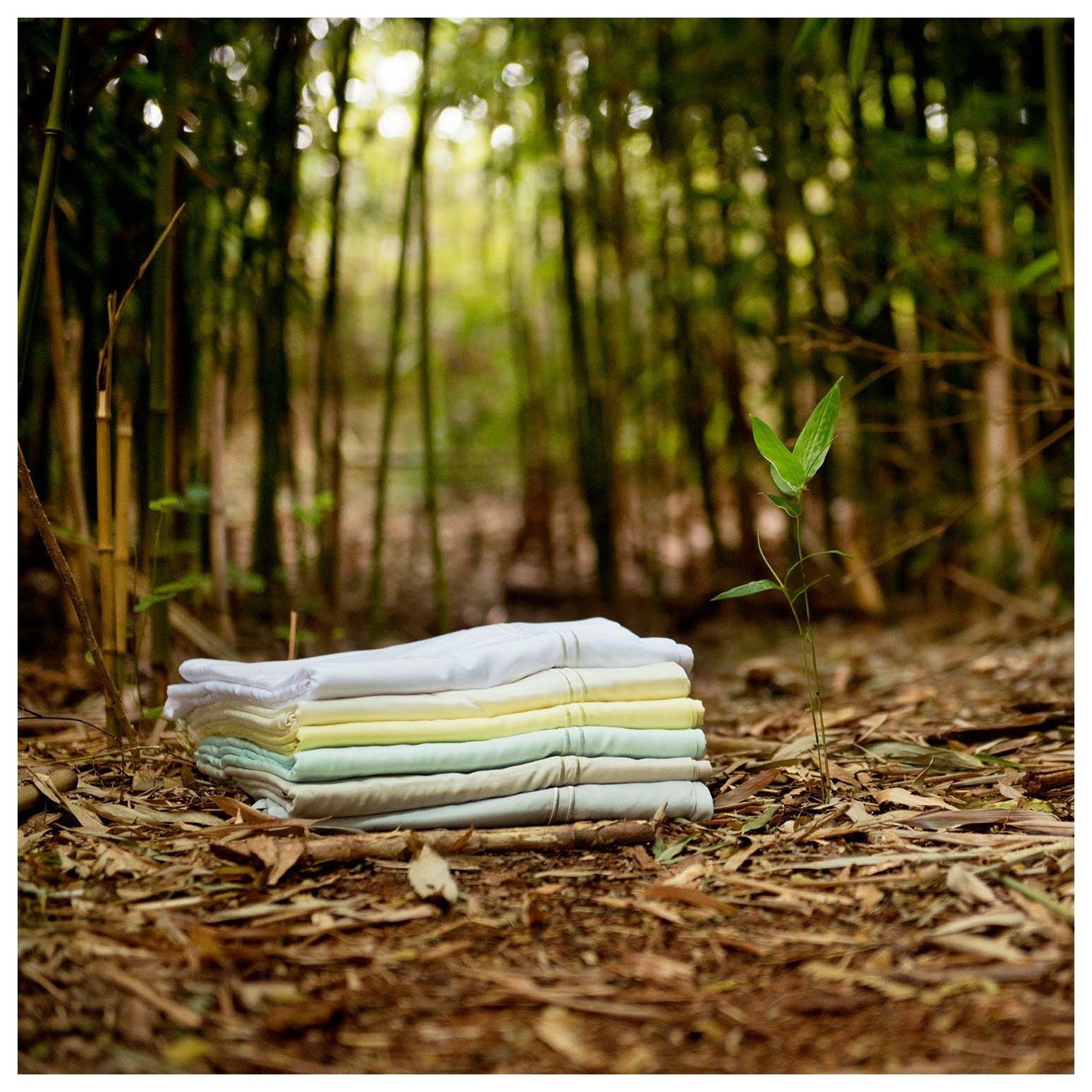 BambooHawaii-3-WB1409345731_original